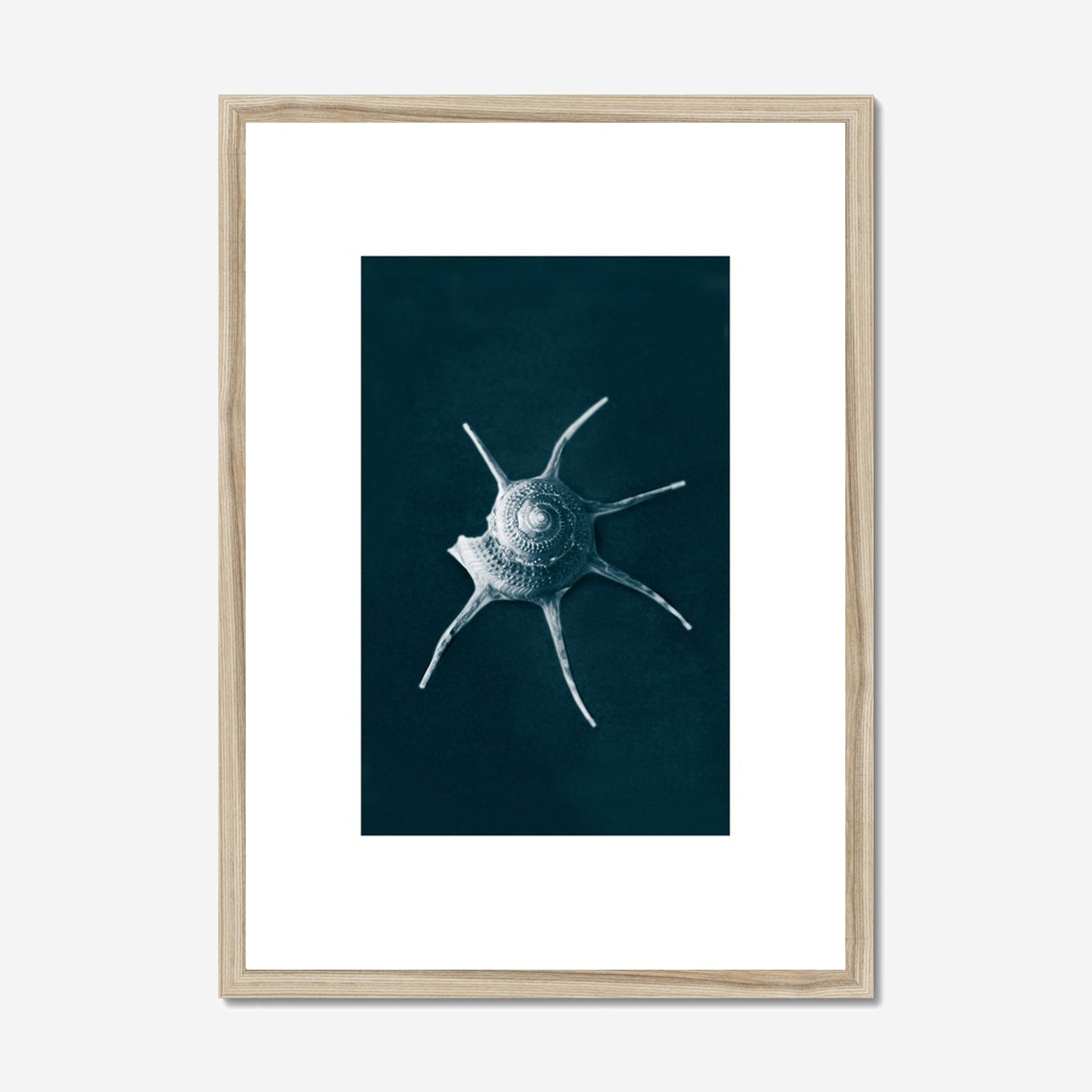 This Beach Poster Print  art work featuring a Yoka Star Turban Shell on a dark background. This beach house style is perfect for creating a coastal retreat.