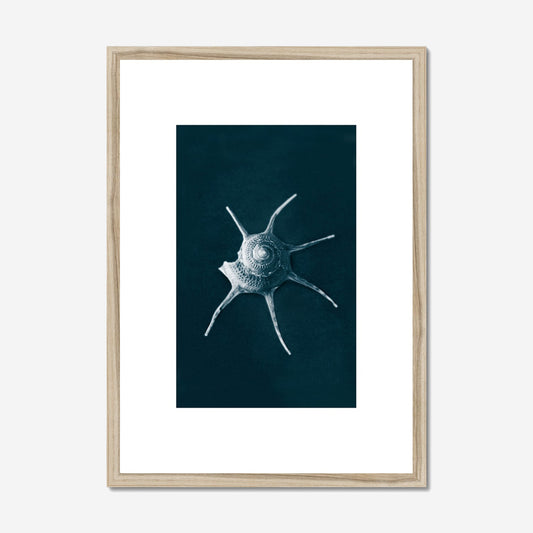 This Beach Poster Print  art work featuring a Yoka Star Turban Shell on a dark background. This beach house style is perfect for creating a coastal retreat.