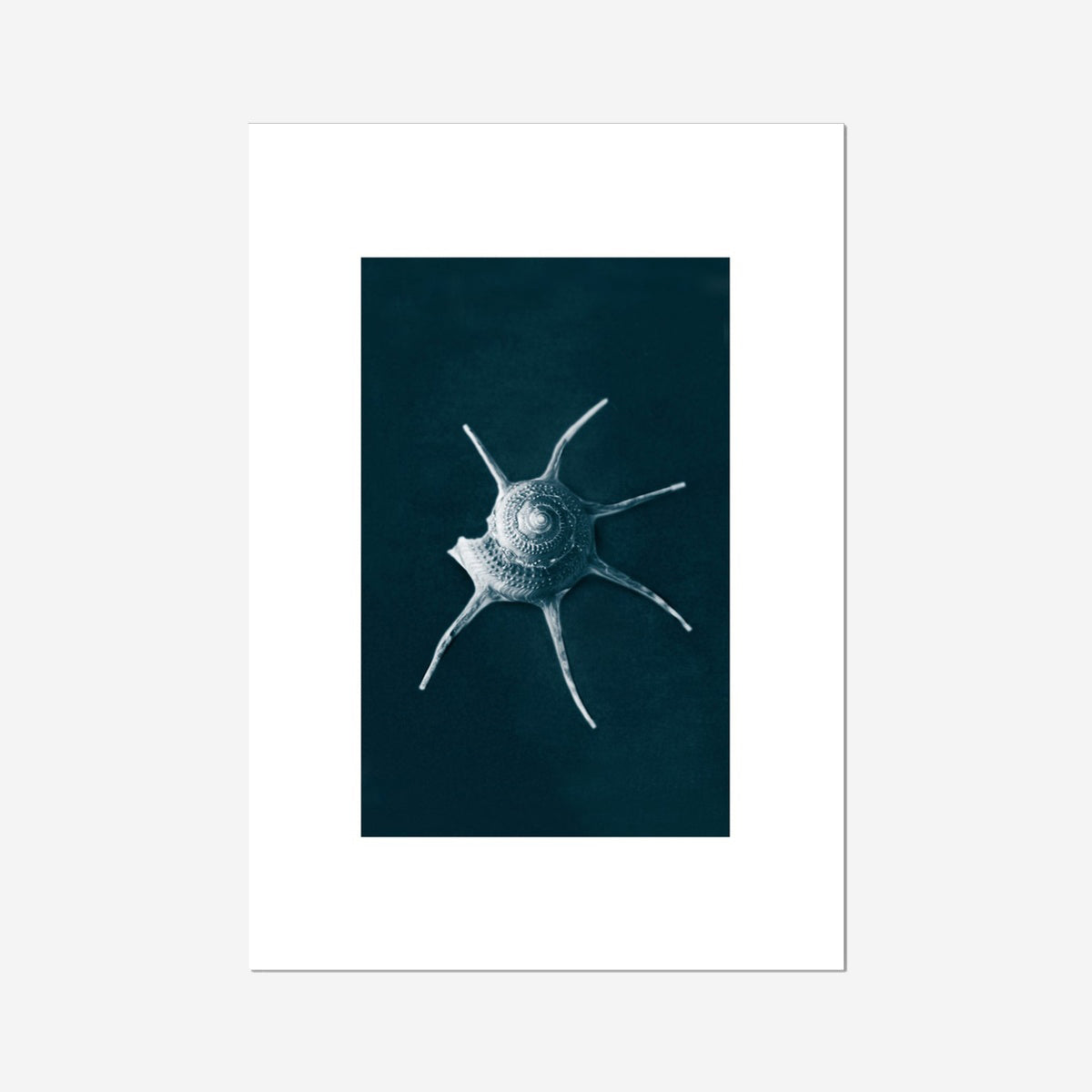 This Beach Poster Print  art work featuring a Yoka Star Turban Shell on a dark background. This beach house style is perfect for creating a coastal retreat.